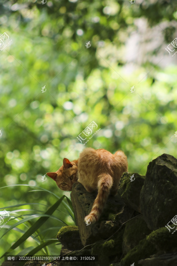树林里的橘猫