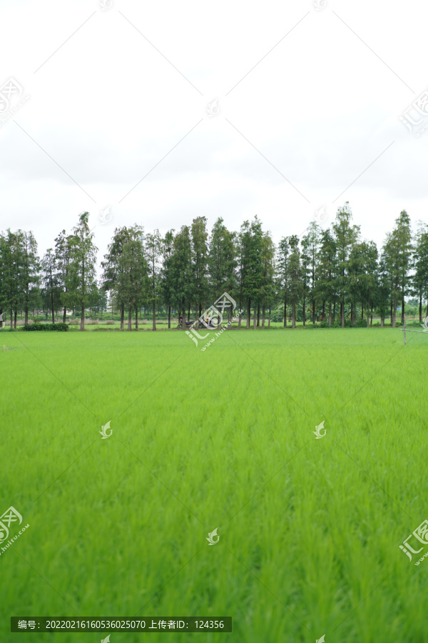 乡下的稻田风景