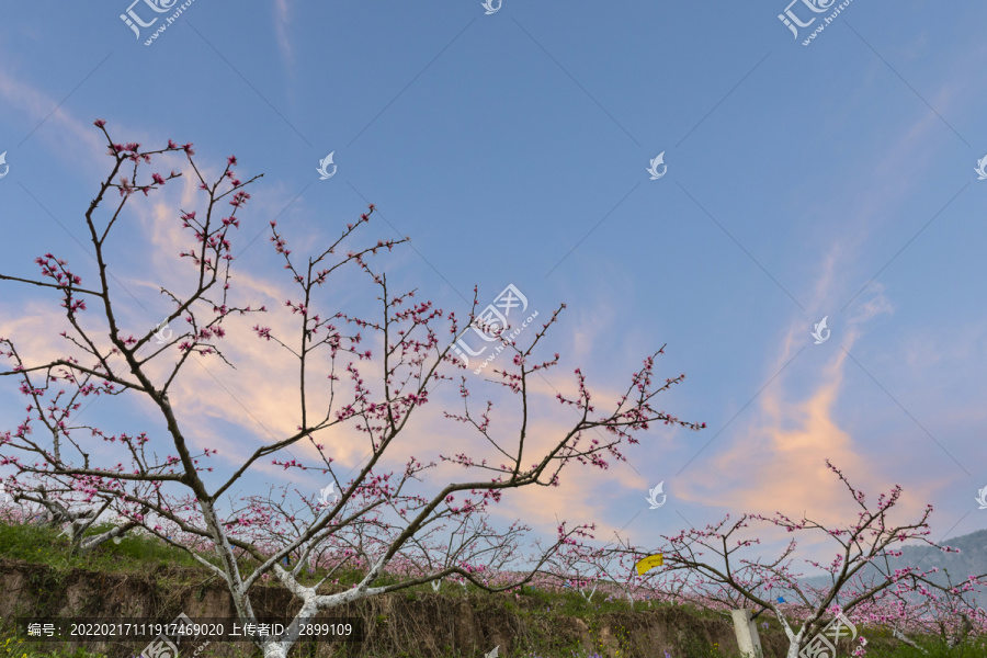 桃花盛开高山蓝天白云