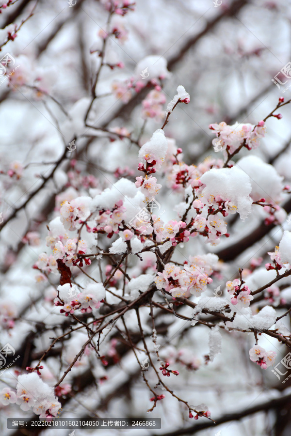 杏花雪