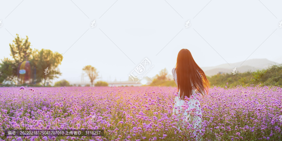 花海少女背影摄影