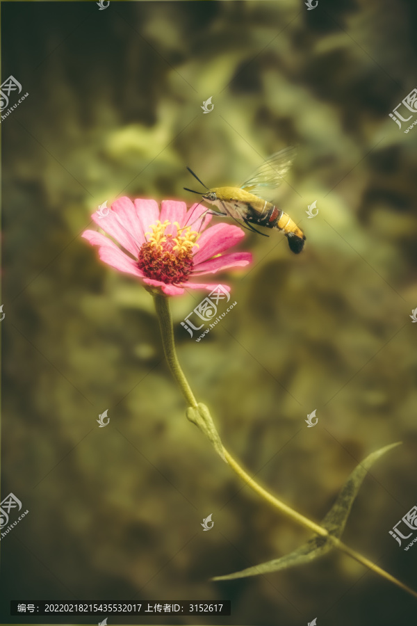 蛾与花