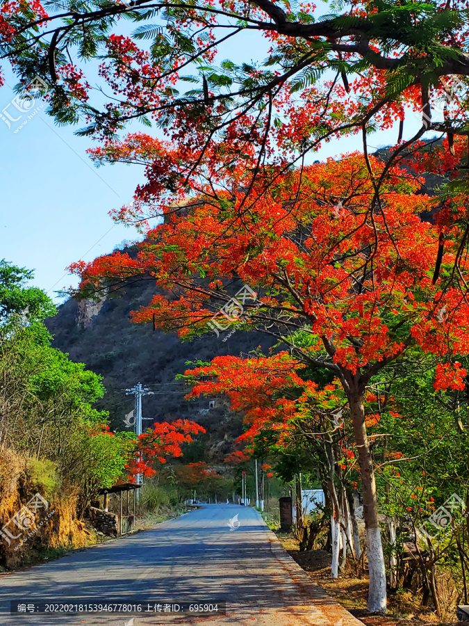 绿汁红花楹小镇凤凰花大道