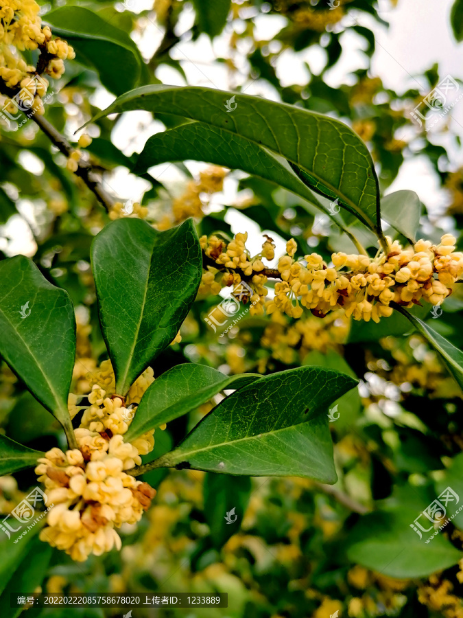 桂花枝头