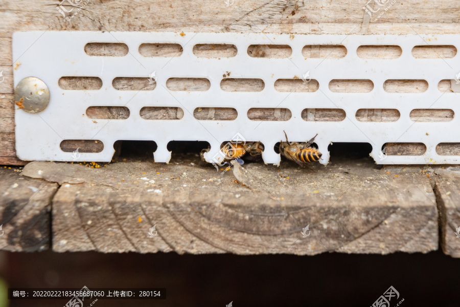 采蜜回巢的蜜蜂