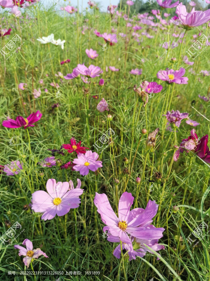 格桑花