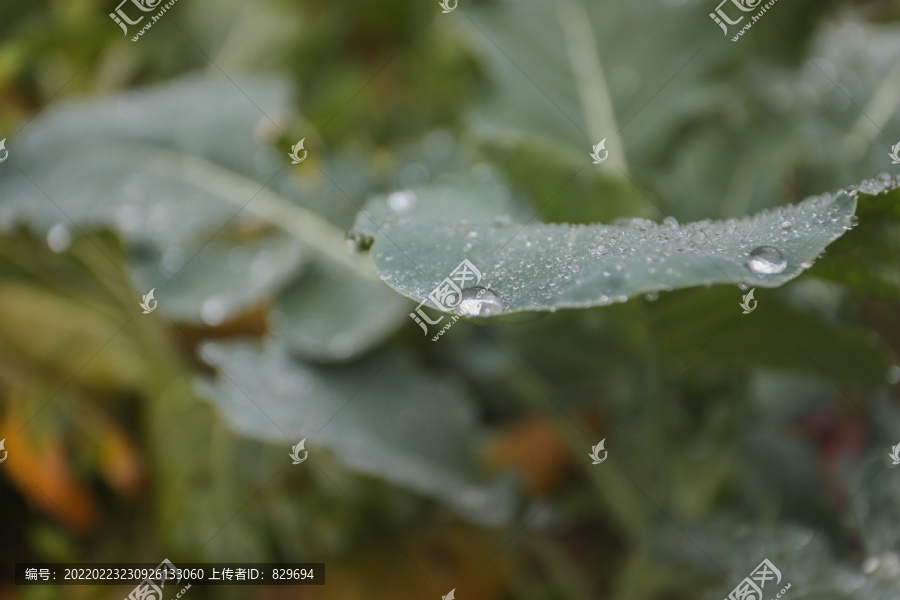 露水