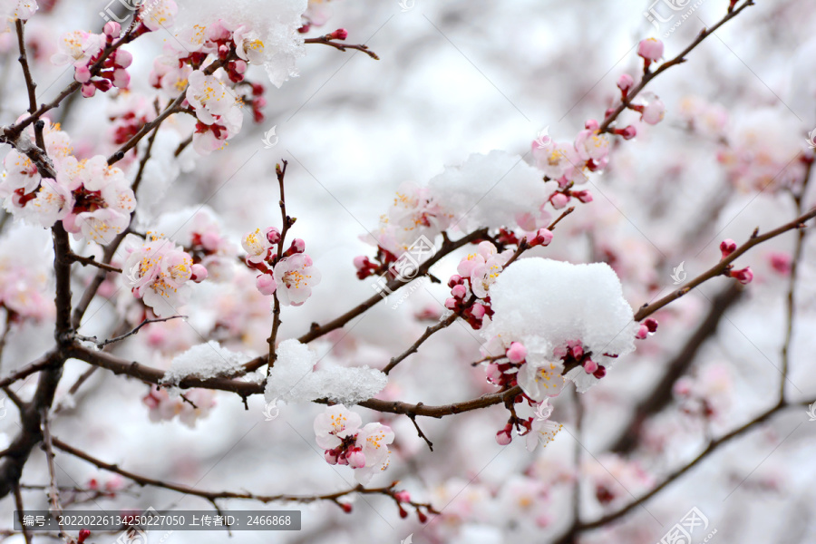 杏花雪