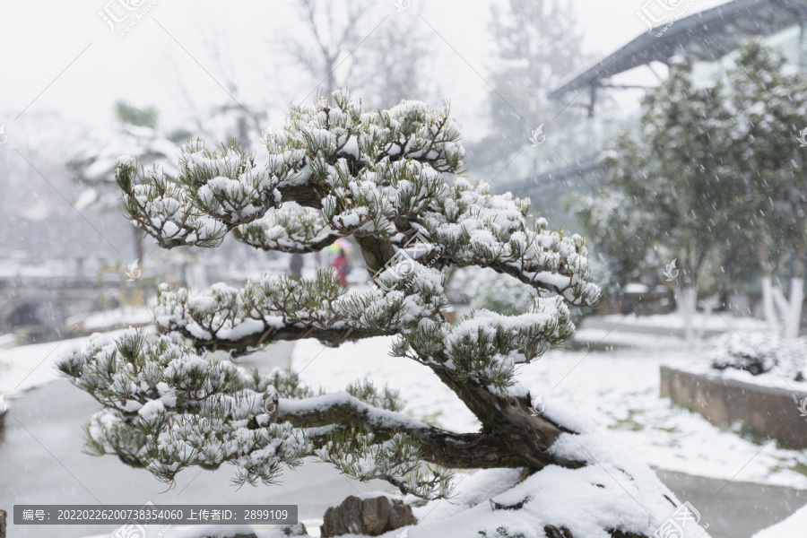 松树积雪