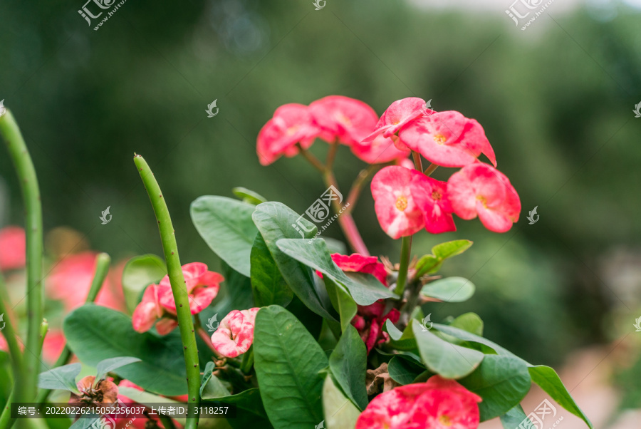 热带绿植仙人掌花摄影特写