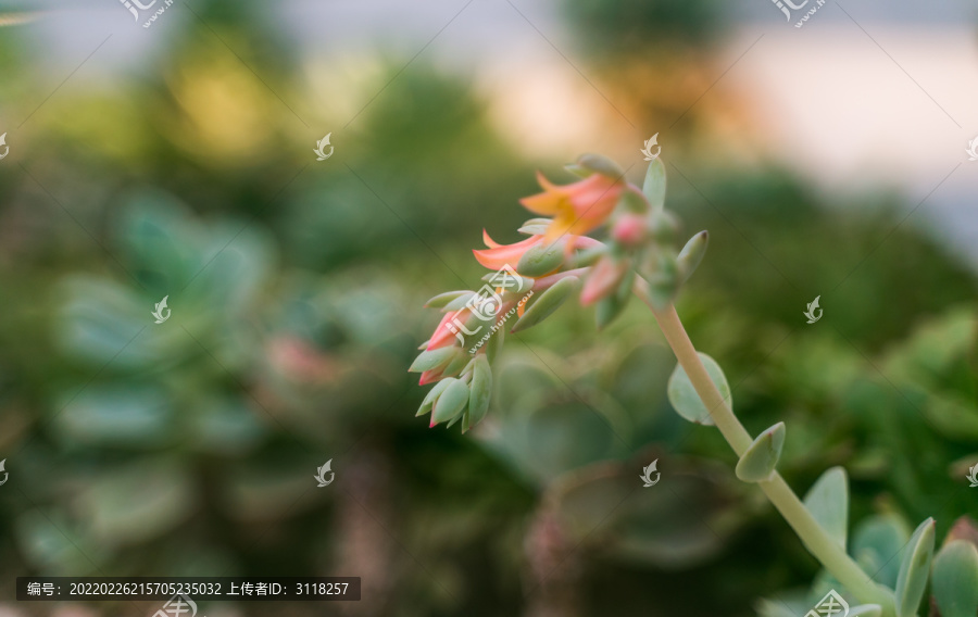 热带绿植仙人掌花摄影特写