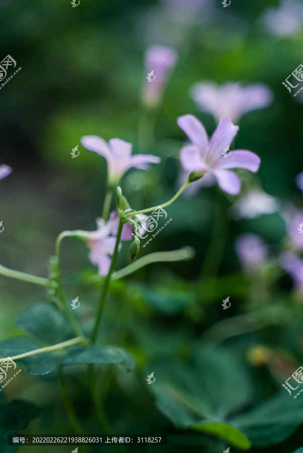 草丛中的秋花葱兰花朵盛开