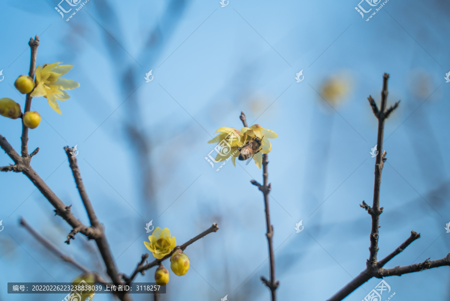 腊梅枝头开黄花