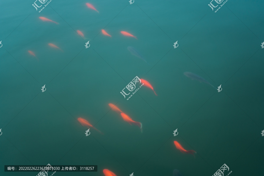 池塘里的红色金鱼