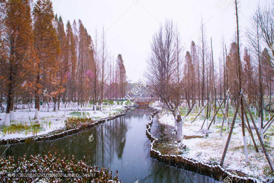 水杉林雪景