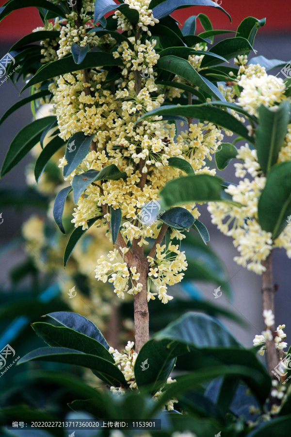 桂花树