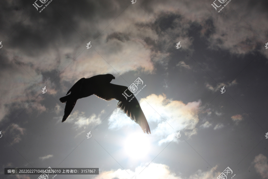 新西兰飞翔海鸥