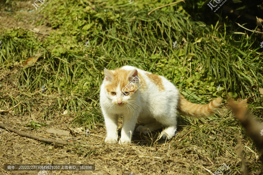 猫咪