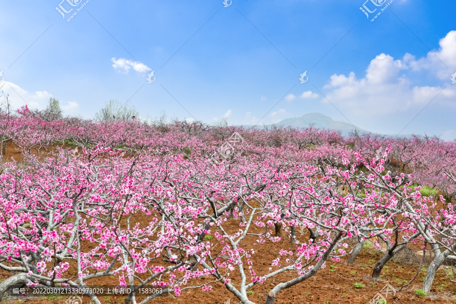 桃花山