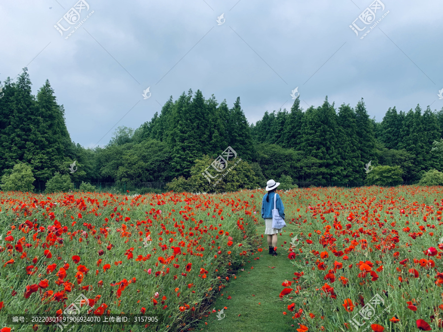 女孩与花海