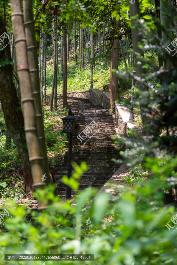 竹林石头阶梯路