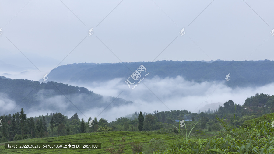 云雾缭绕高山沟壑茶山风光