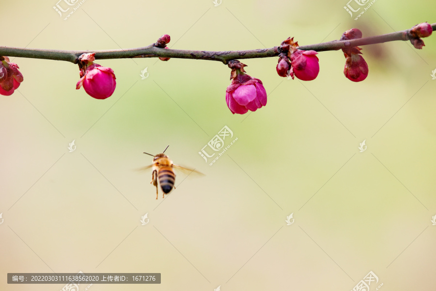 蜂恋花