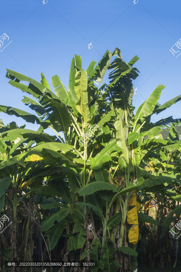 绿色香蕉树