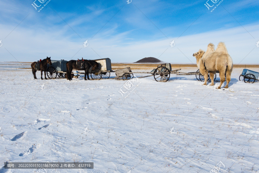 草原雪原骆驼骏马勒勒车