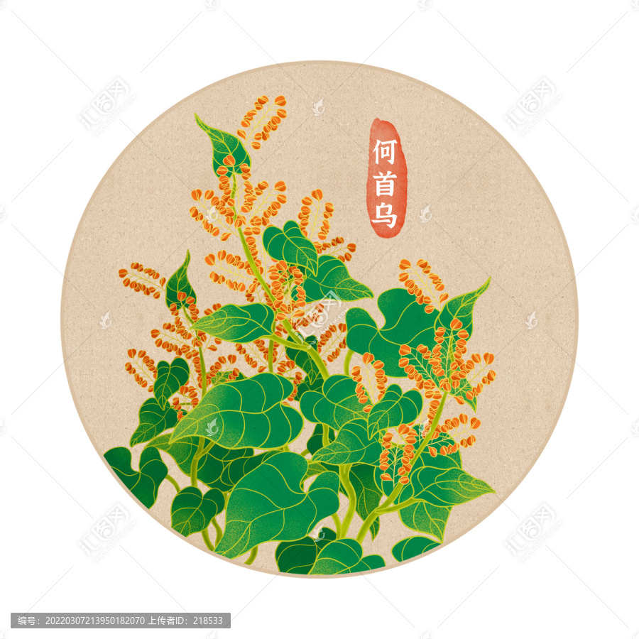 草本洗发养发何首乌植物插画