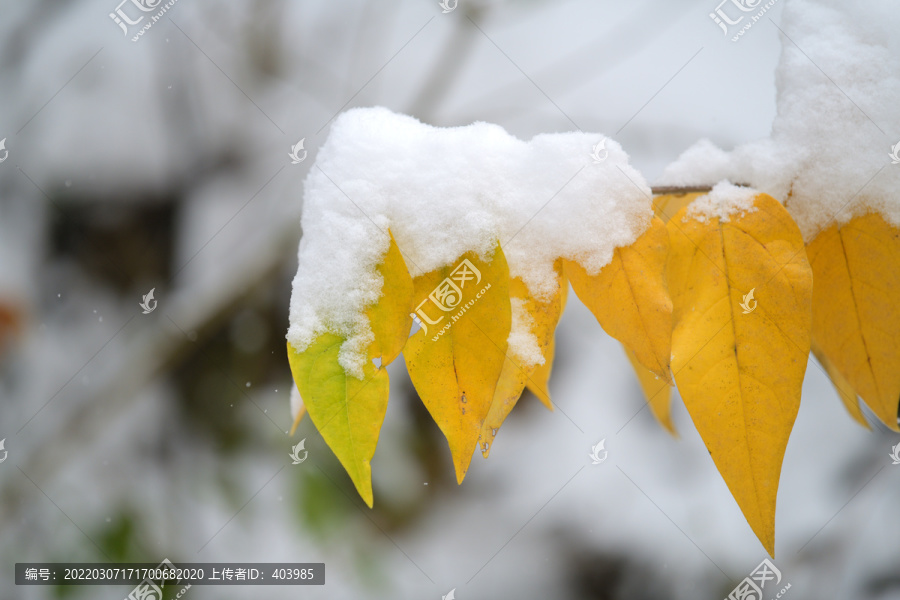 雪中黄叶子