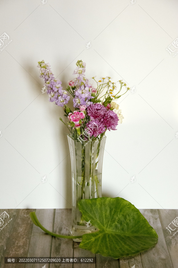 紫菊与紫罗兰