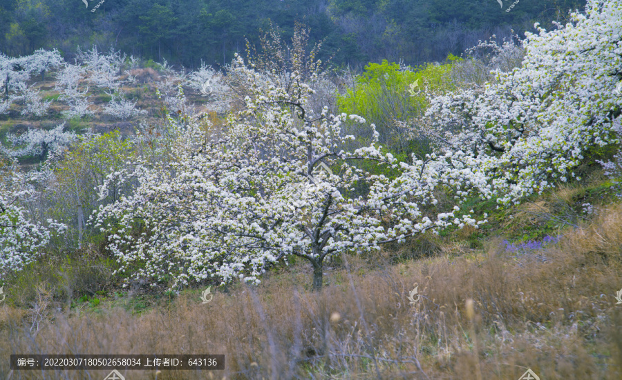 梨树梨花梨园踏春