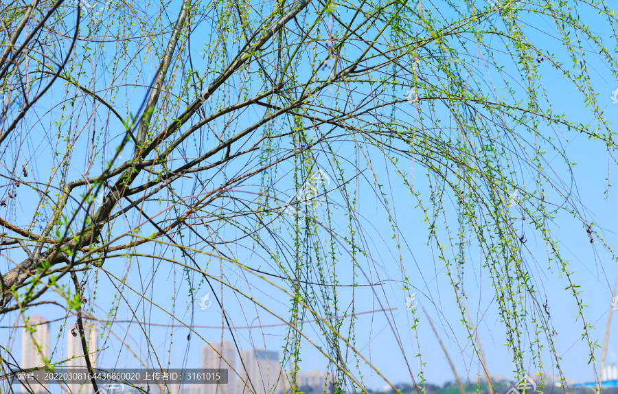 春天低垂带绿芽的柳枝类植物