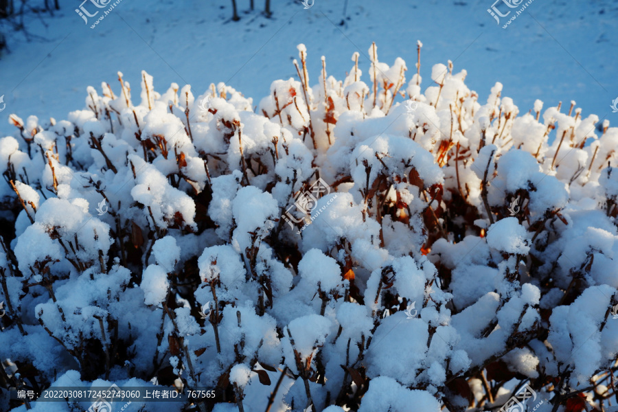 白雪树挂阳光