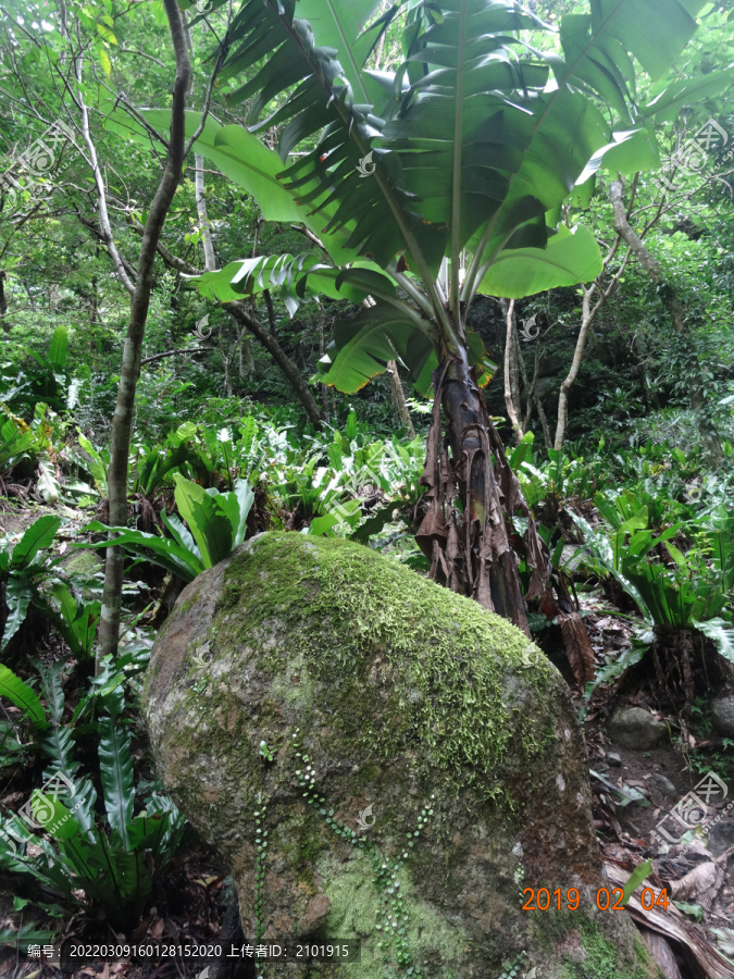 热带植物