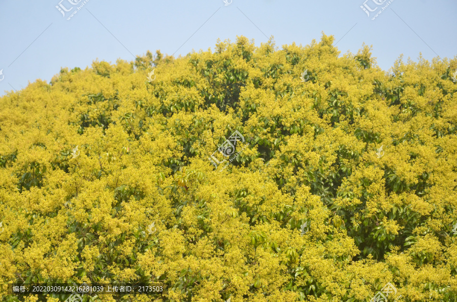 荔枝树开花