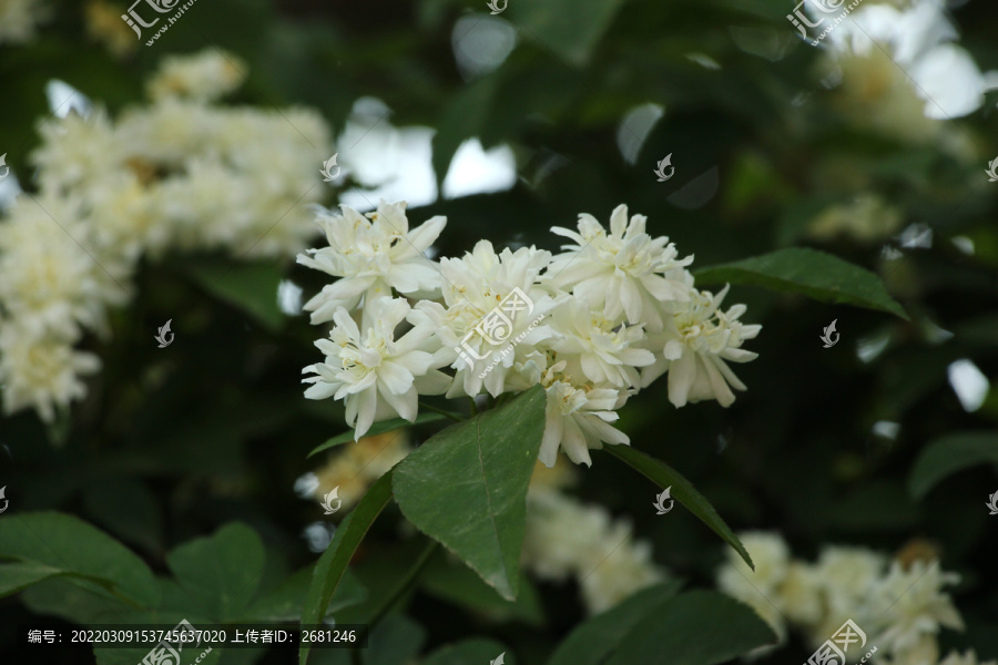 木香花