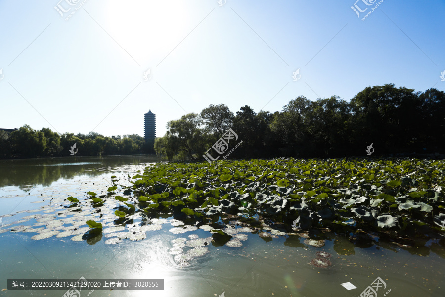 北大法学院