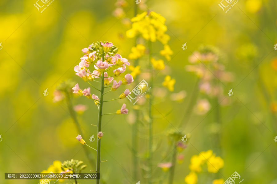 五彩油菜花