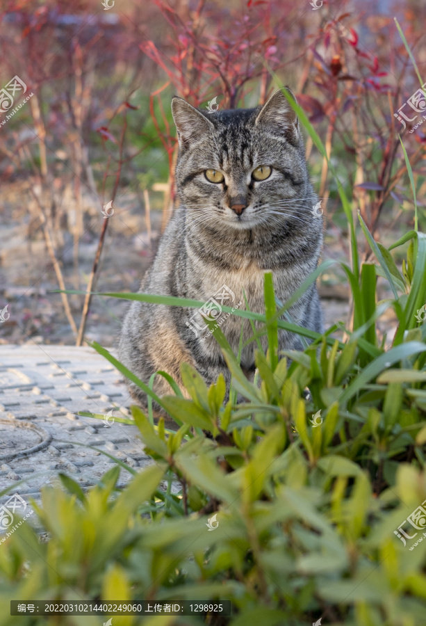 草丛中的狸花猫