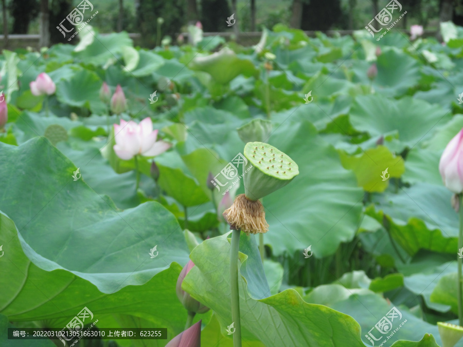 青莲