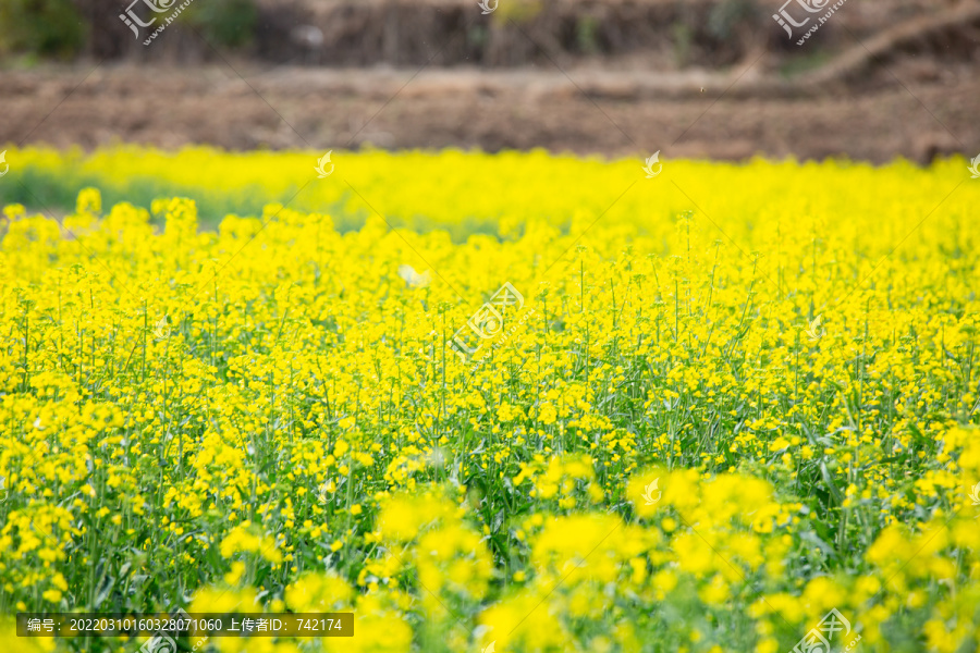 油菜花