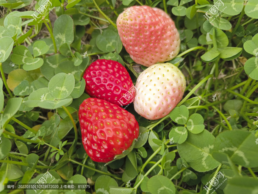 绿草地红草莓