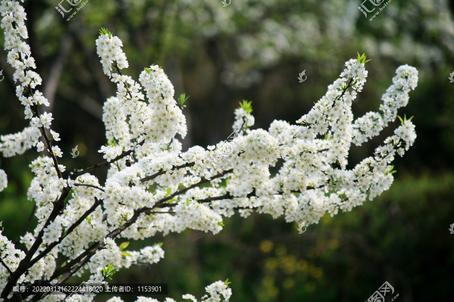 花枝