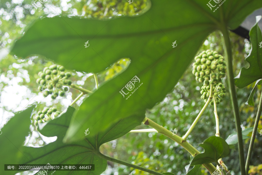 植物