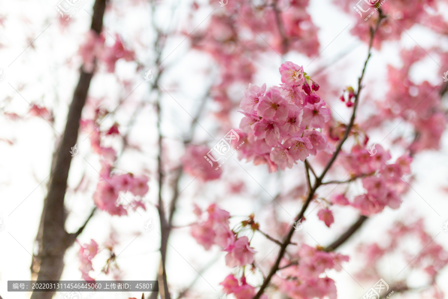 满树浪漫樱花