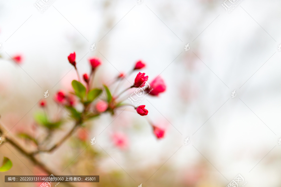 唯美粉色樱花背景