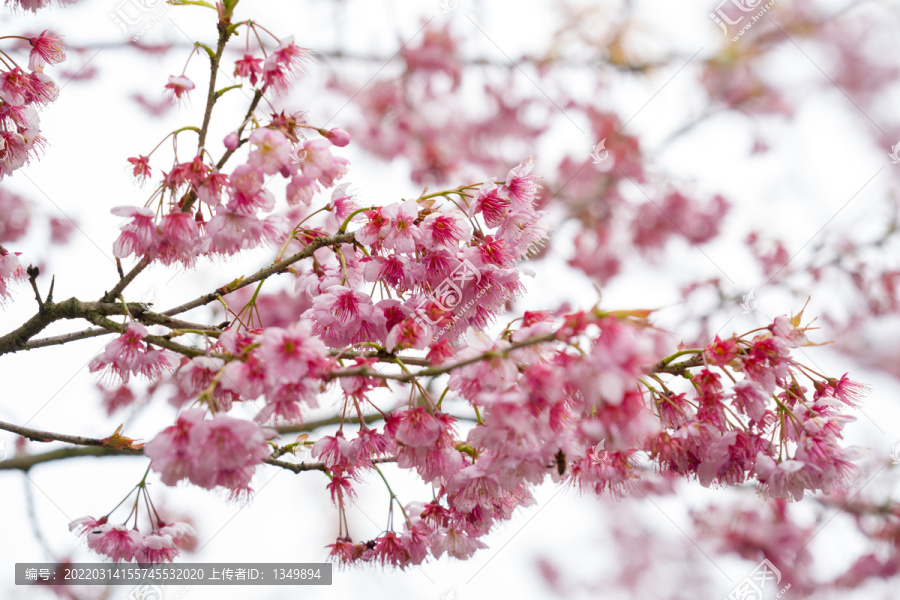 樱花