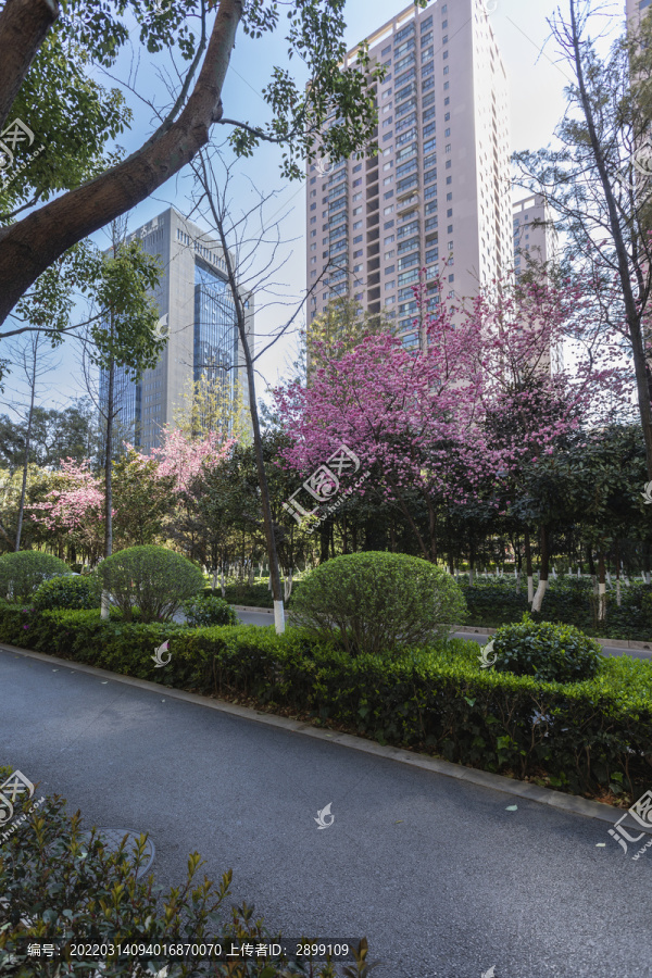 樱花高层建筑蓝天城市景观